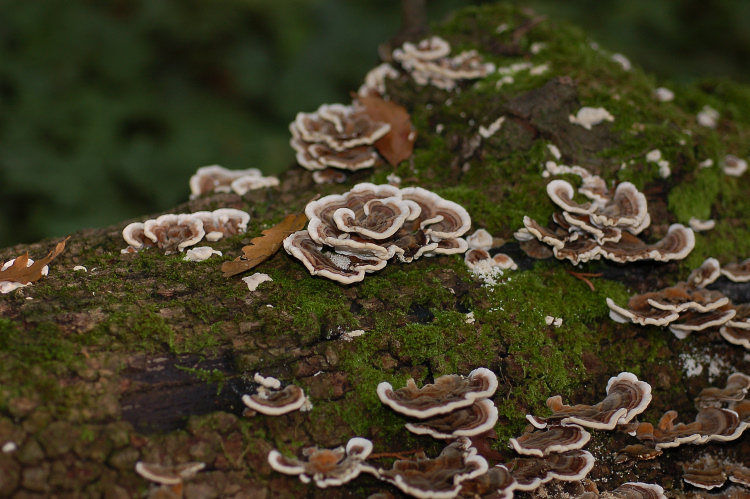 Aphyllophorales a Mondeggi